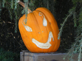 Pixie 10 days later,  Nipomo Pumpkin Patch best carving idea